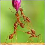 Une fourmi peut se suicider !