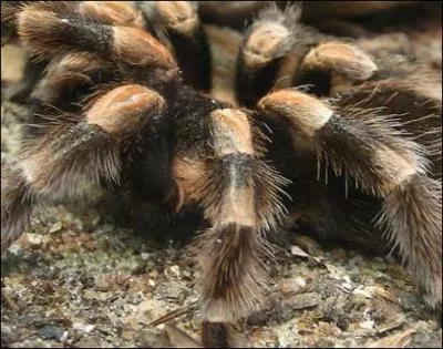 Elle enchante vos rves !