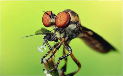 Le mle de la gupe est minuscule !