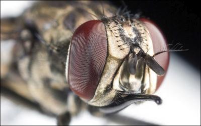 La mouche peut vous transmettre le paludisme !