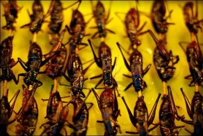 Ils finissent grills ou  la vapeur dans des estomacs mandarins !