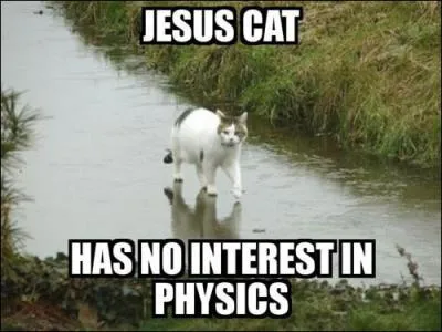 Un chat peut marcher sur l'eau !