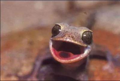 C'est un gecko !