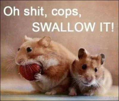 Ce sont des rats, ils adorent les fraises !