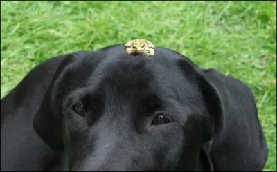 Que transporte le chien sur sa tte ?