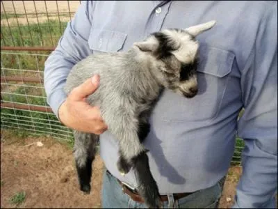 On pourrait lui dire, tendrement ...