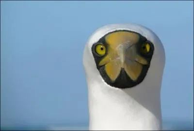 C'est une question compltement dmente que je vous pose, quel est le nom de cet oiseau ?