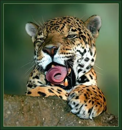 En Guyane, le jaguar porte un nom crole !