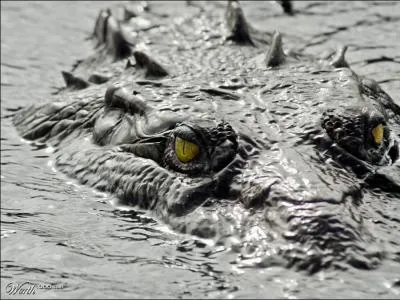 En dpit de la photo, quel terme convient le mieux  maman crocodile !