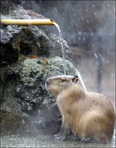 Choisissez le terme appropri pour cet animal !