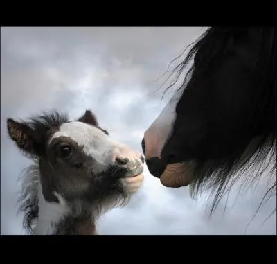 Le nom du plus petit des deux est utilis pour nommer un produit gastronomique !