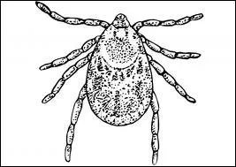 Quel est le genre du mot  tique  ?