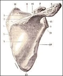Quel est le genre du mot  omoplate  ?