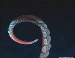 Quel est le genre du mot  tentacule  ?