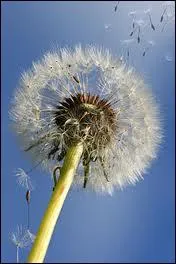 Quel est le genre du mot  spore  ?