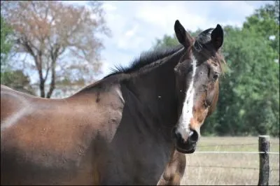 Quel est ce cheval ?