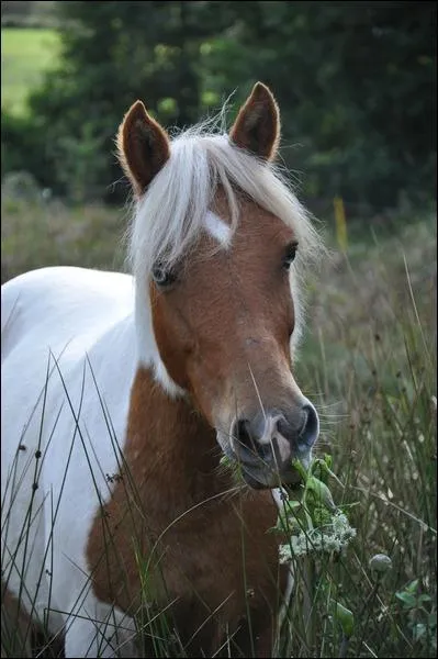 Quel est ce poney ?