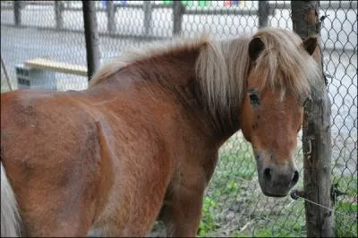 Quel est ce shetland ?