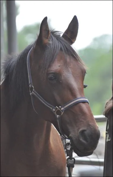 Quel est ce cheval ?