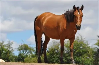 Quel est ce poney ?