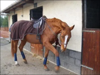Quel est ce cheval ?