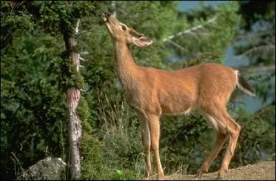 Quelle rgion boise et rpute pour sa faune et ses champignons, se trouve pas loin d'Orlans ?