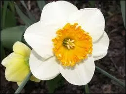 Quel est le genre du mot  narcisse  ?