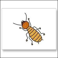 Quel est le genre du mot  termite  ?