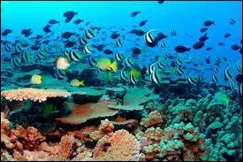 Gographie : dans quel ocan se trouve la Fosse des Mariannes, le point le plus bas de la crote terrestre (11 000 m de profondeur) ?