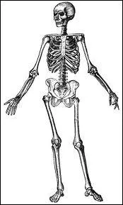 Biologie : o situez-vous le mtacarpe ?