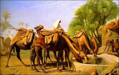 Chameaux  l 'abreuvoir