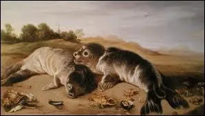 Deux jeunes phoques sur la plage, 1650