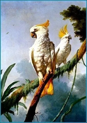 Grand Cacatos  huppe jaune