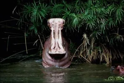 Combien de cm mesurent les canines de cet hippopotame ?