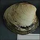 Cette palourde, retrouve dans les eaux islandaises, a battu le record de longvit animale, quel ge avait-elle ?