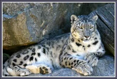 Quel est le nom de ce flin ?