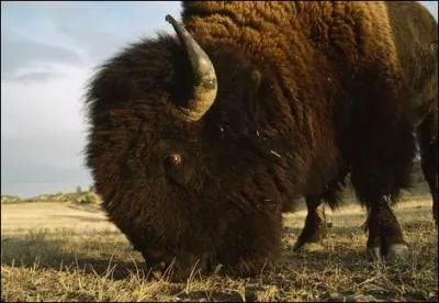 Que faisait les Amrindiens avec les sabots de ce bison ?