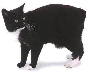 A quelle race appartient ce chat ?