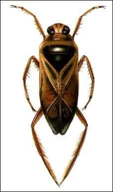 Quelle est la particularit de cette notnecte, petit insecte des marais ?