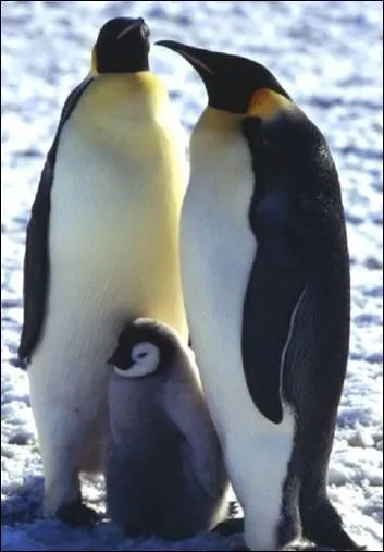 Quel est cet animal ?