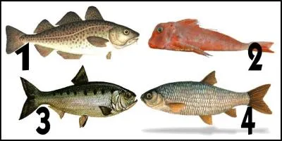 Lequel de ces poissons est un poisson d'eau douce ?