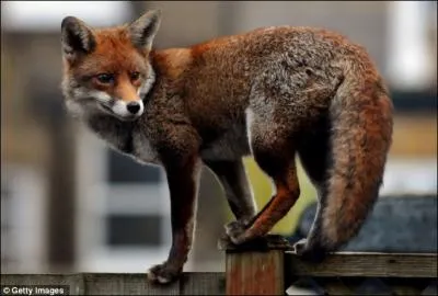 Lorsqu'un renard roux est aussi fonc, on l'appelle ...