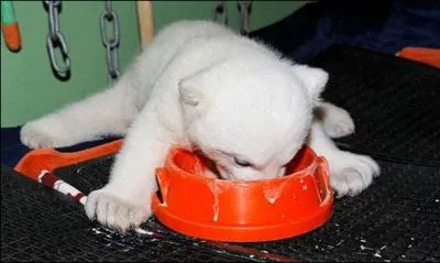 Comme vous le voyez, un chiot peut tre entirement blanc !