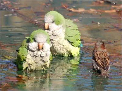 Deux perroquets et un tourneau prennent leur bain !