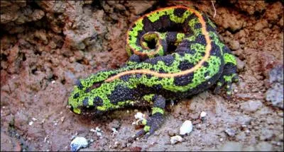 Dans quelle catgorie retrouve-t-on cet animal ?