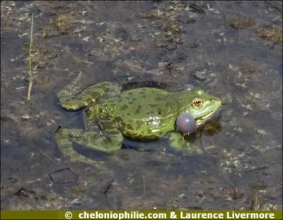 Quel est cet animal ?