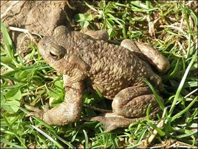 Quel est cet animal ?