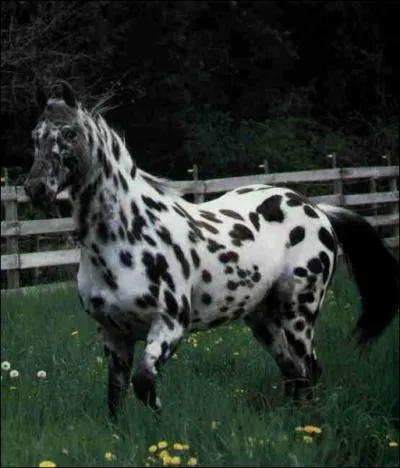 Quelle est la robe de ce cheval ?