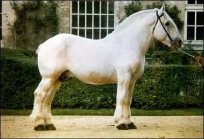 Quelle est la robe de ce cheval ?