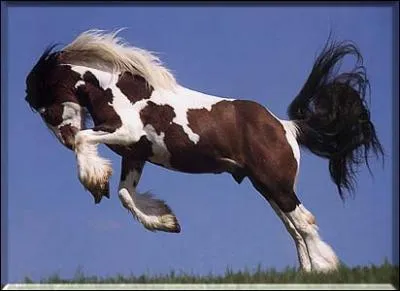 Quelle est la robe de ce cheval ?